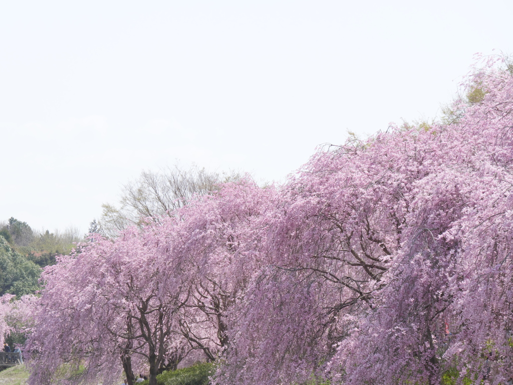 しだれ桜