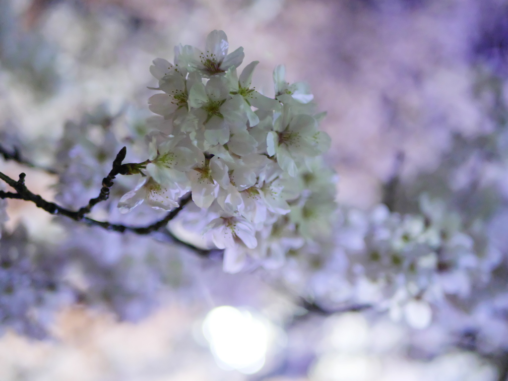 夜桜