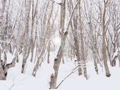 水上の山