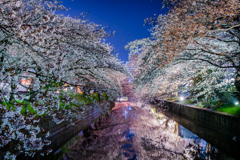 土浦の桜祭り
