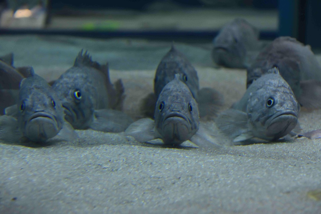 この先通行ドメ