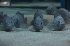 この先通行ドメ