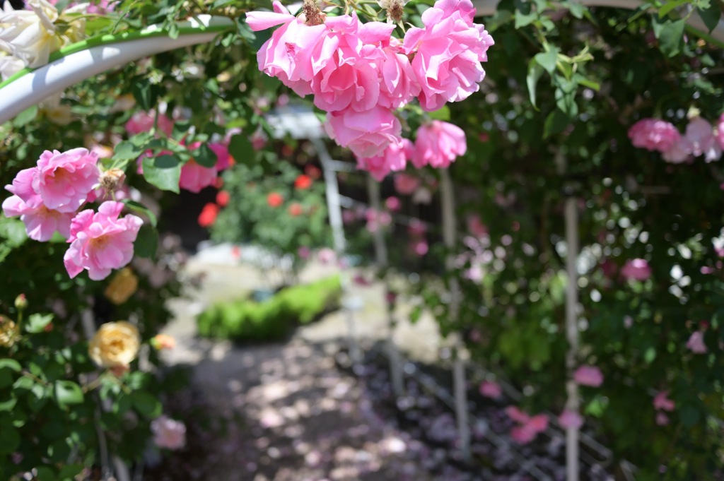 花のアーチをくぐる