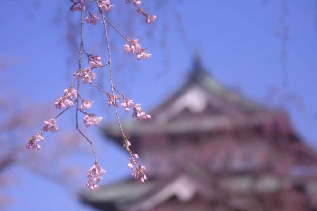 天守前の枝垂れ桜はつぼみから三分くらいかな