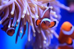 ファインディング・ニモ