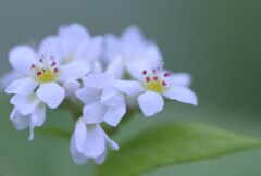 よくみると花もいいよね