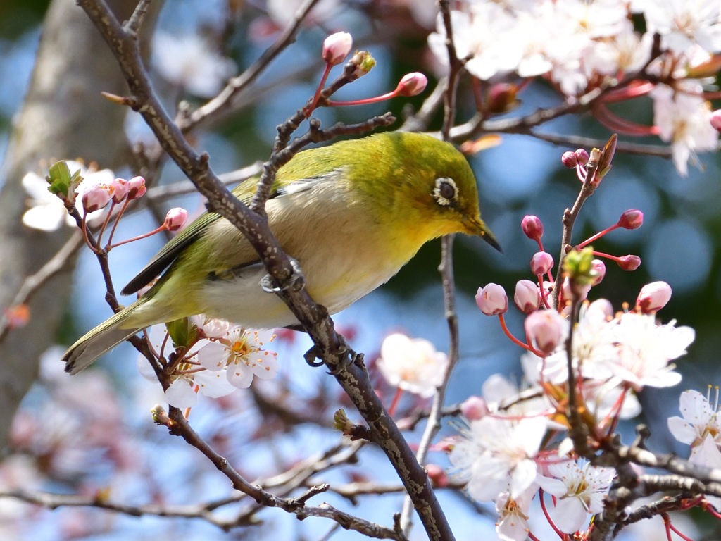 花桃とメジロ