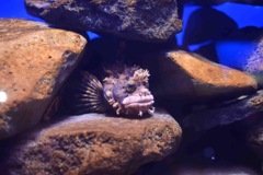 リーゼントヘアー