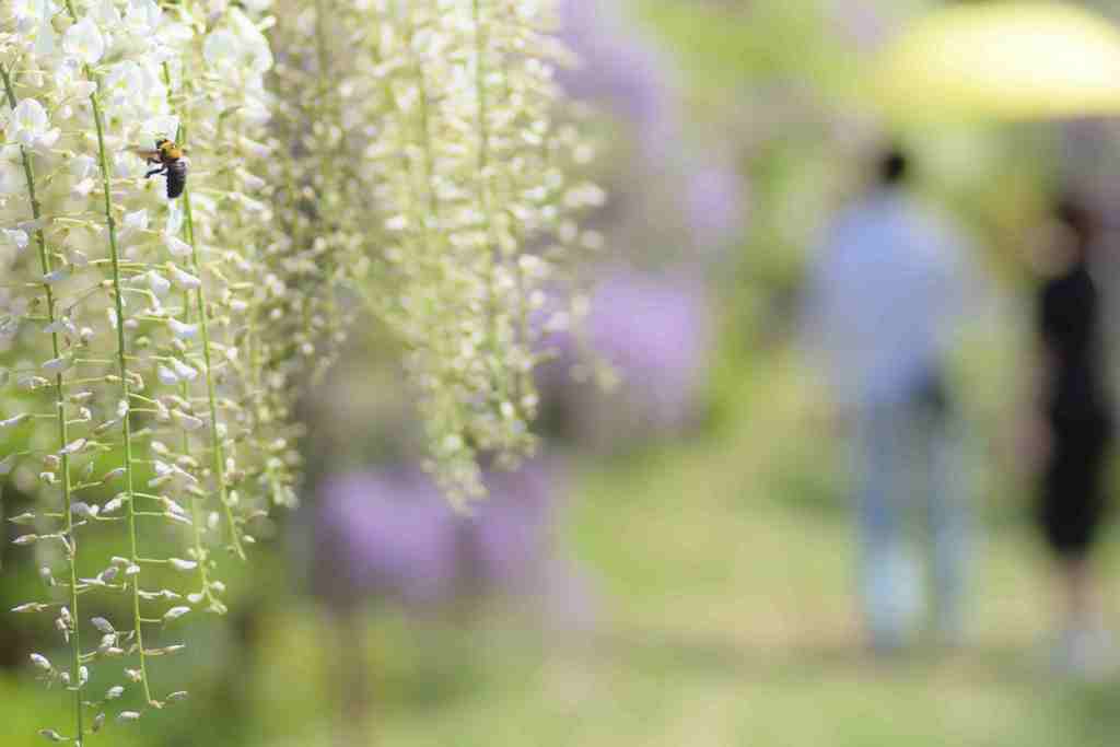 熊蜂は大忙し。