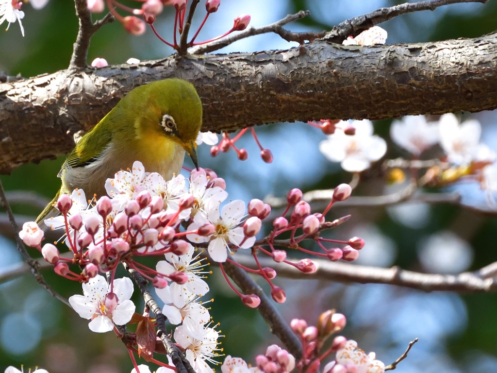 花桃にメジロ