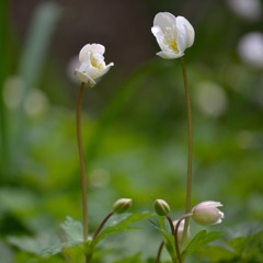 ニリンソウのおしゃべり