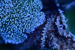 Frozen