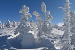 樹氷原をあるく