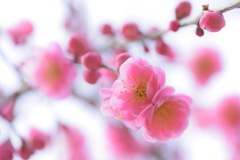 春匂う紅
