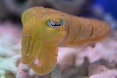 口髭のおじさん風