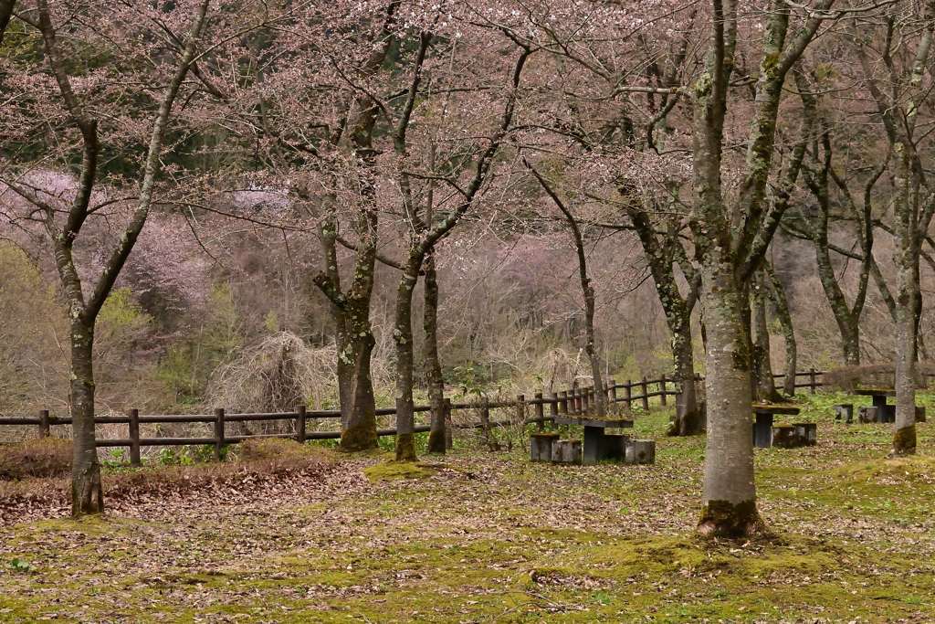 ひっそりと山桜