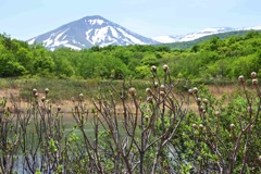 田代平湿原