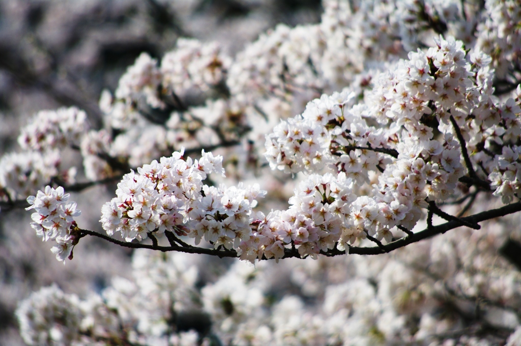 満開の桜 - 01