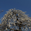 満開の枝垂れ梅