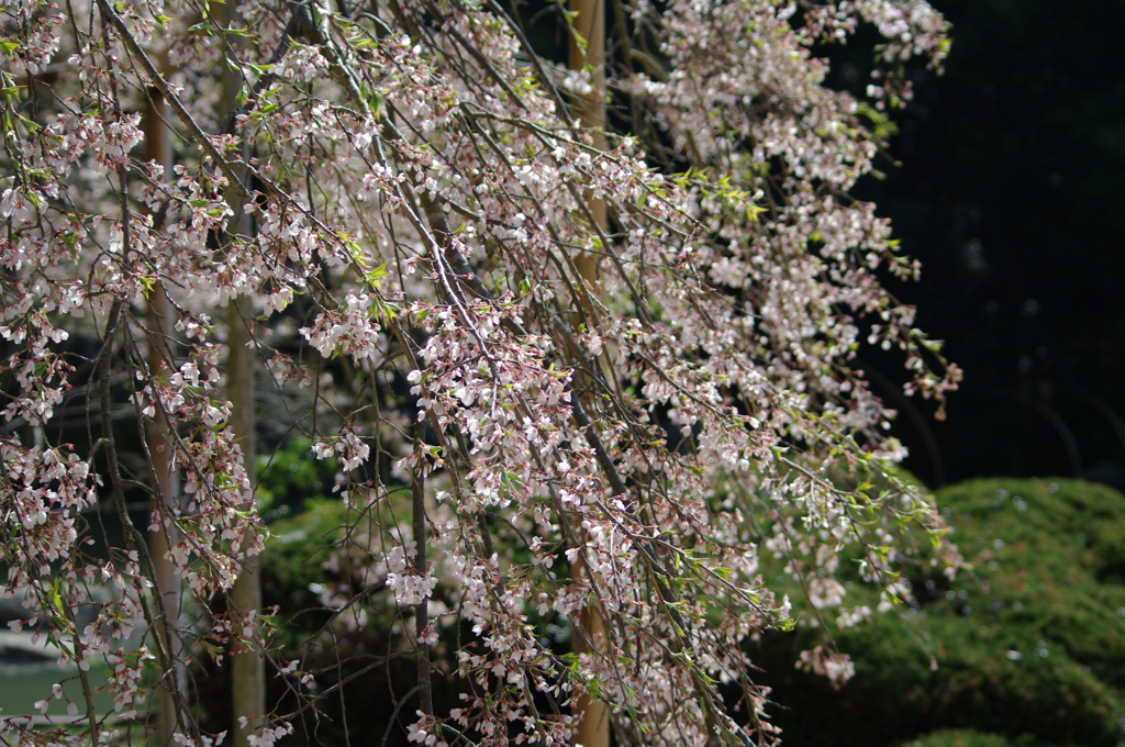 曹源寺の枝垂れ桜