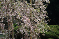 曹源寺の枝垂れ桜