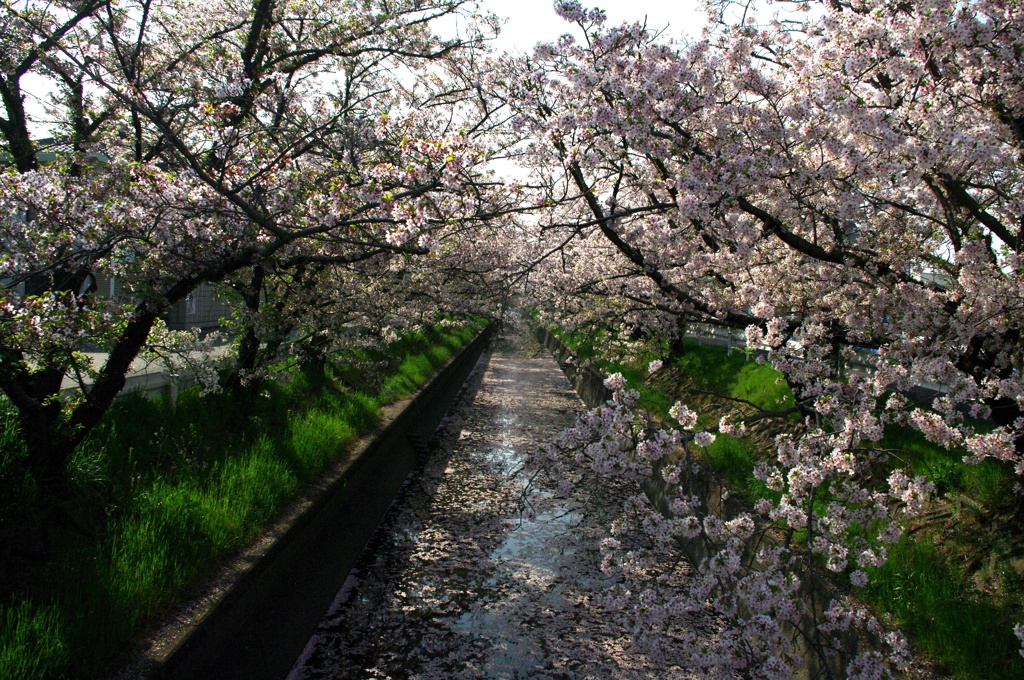 桜のトンネル　桜のじゅうたん