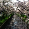 桜のトンネル　桜のじゅうたん