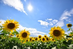 太陽とひまわり 