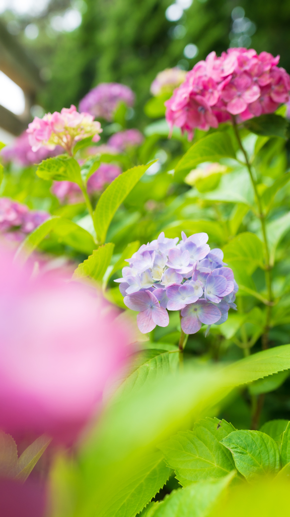 紫陽花