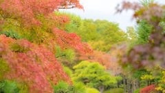 紅葉