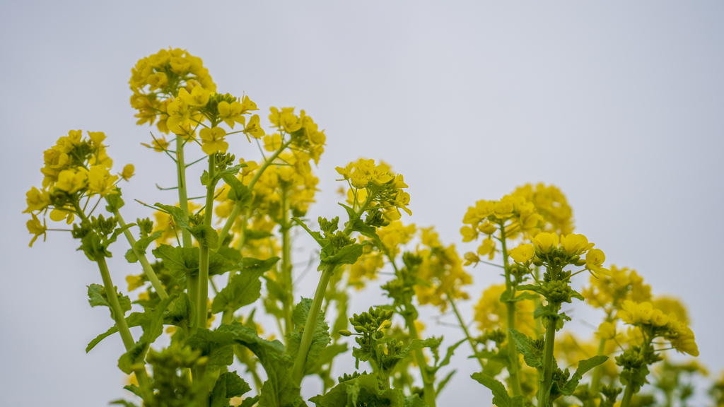 菜の花