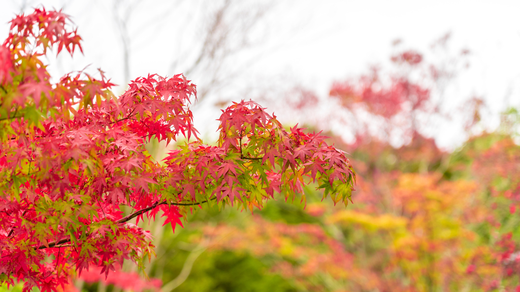 紅葉