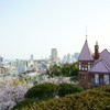 桜 神戸 異人館