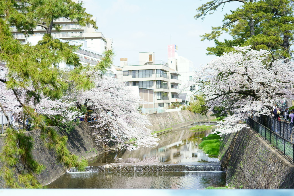 さくら夙川