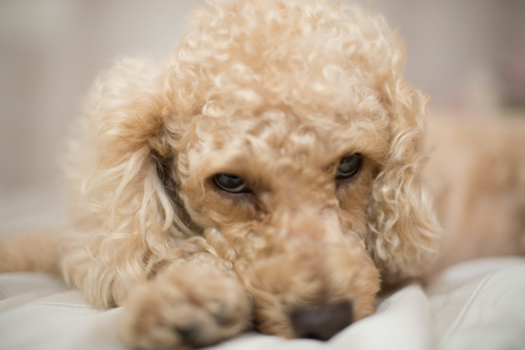 愛犬