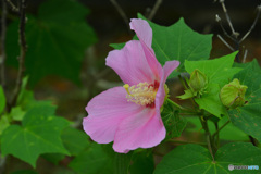 開花とツボミ
