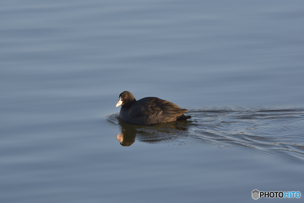 撮るのやめてょー