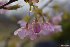 雨上がり　