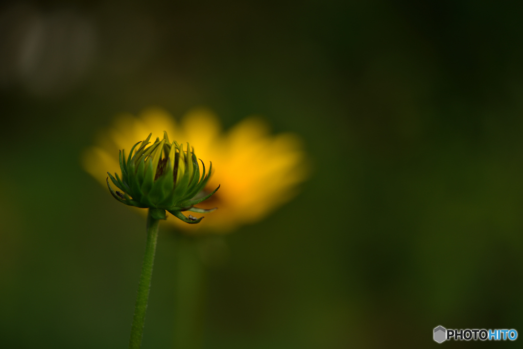 蕾2　　
