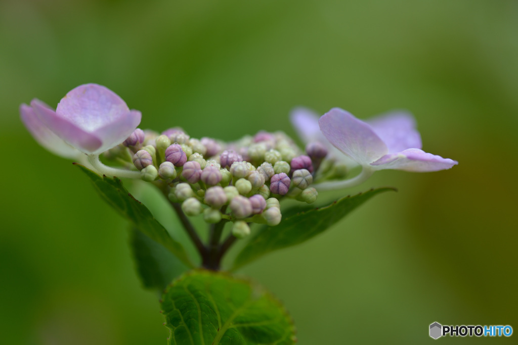 紫陽花～④