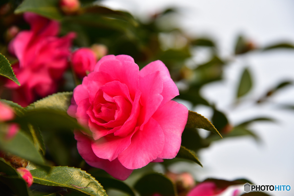 山茶花　⑦