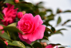 山茶花　⑦