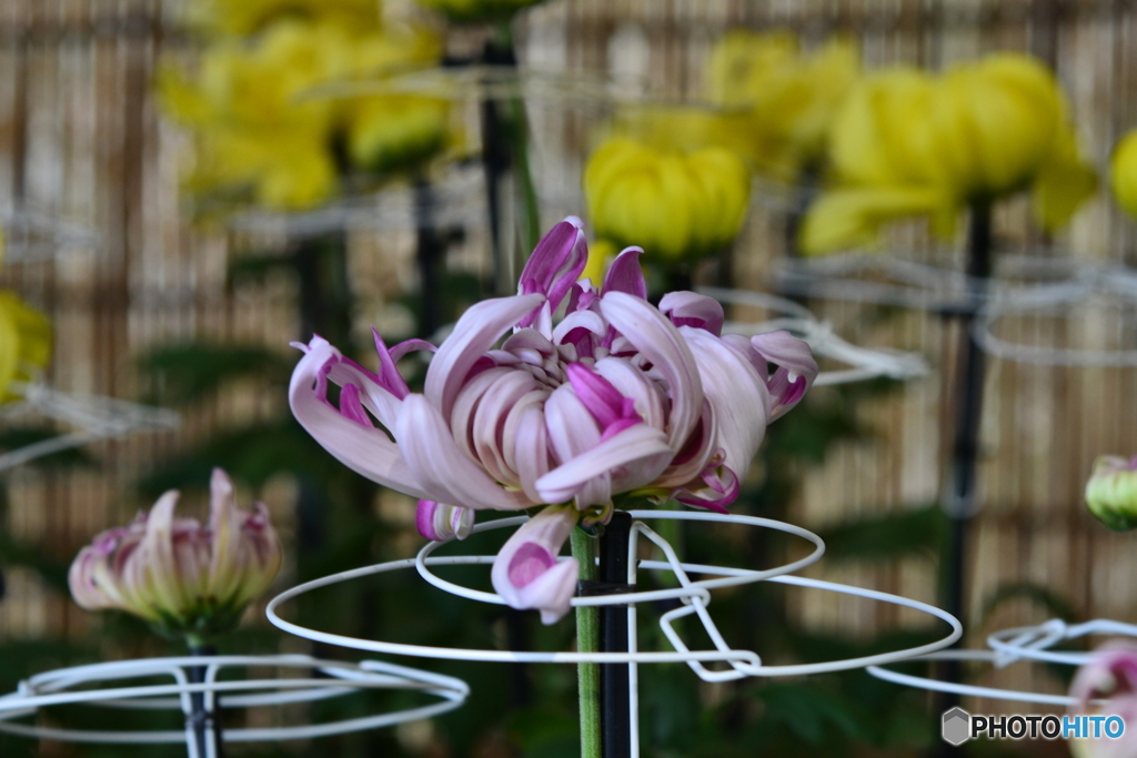 菊　①