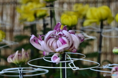 菊　①