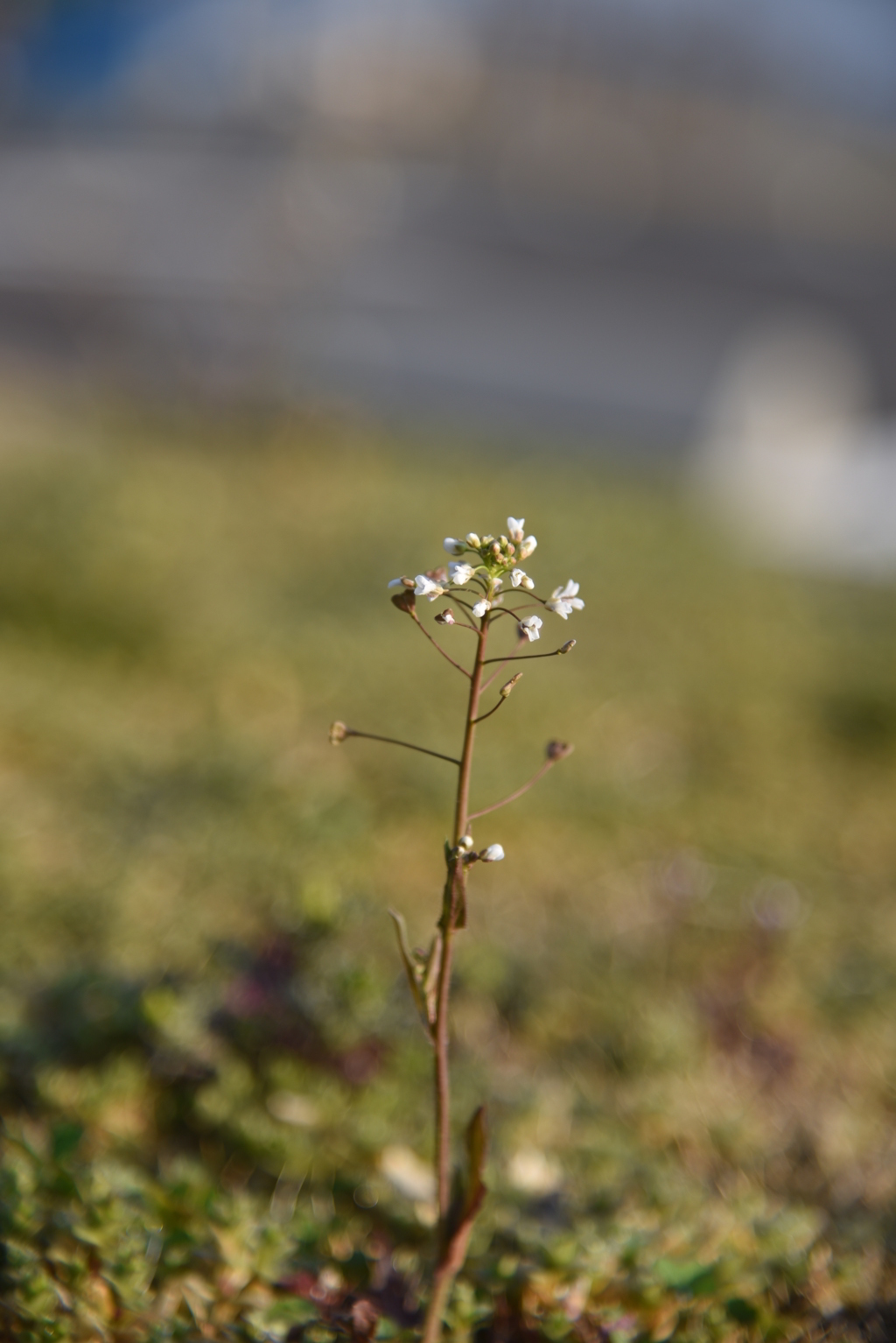 野に咲く花