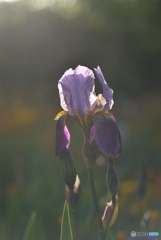 ジャーマンアイリス