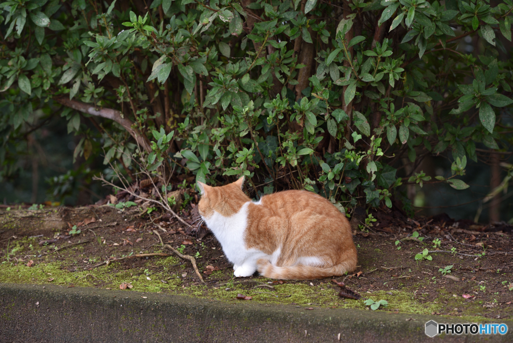 公園にいた猫さん