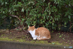 公園にいた猫さん