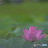 蓮　その6