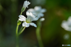 小さな花